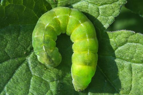 Phlogophora meticulosa